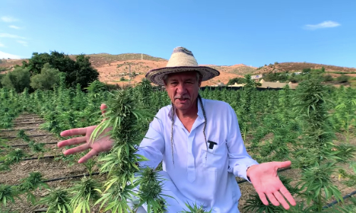 Steve DeAngelo in a cannabis field