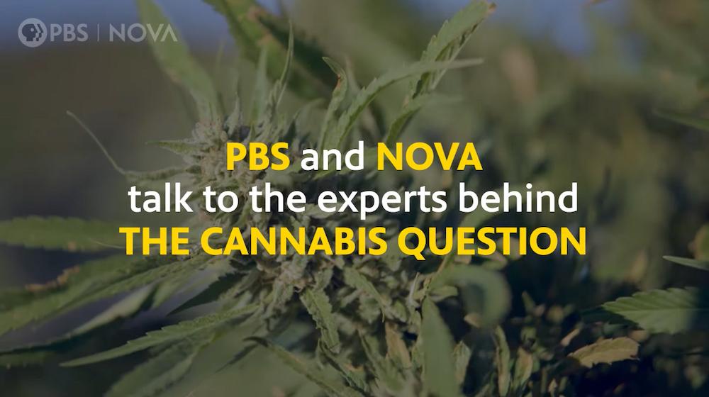 the cannabis question